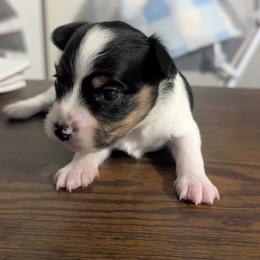 Girl 1 - White black and tan female Papillon puppy in Joshua, Texas from Summertime Kennels