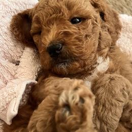 Goldendoodle Puppies from Kid's Best Doodle