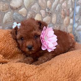 Tapioca - Red female Maltipoo puppy in San Diego, California from Maltipoos SD