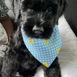 Giant Schnauzers from Elevated Pearl Giants