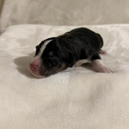 Boy 6 - male Australian Shepherd puppy in Dundee, Ohio from Aussies Of Circle H