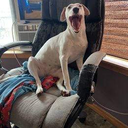 Dalmatian Puppies from Hallmark Dalmatians;