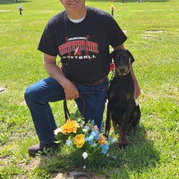 Doberman Pinscher Puppies from Morningstar Kennel