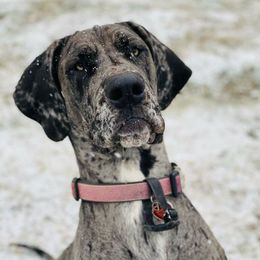 Munchkin - Great Dane