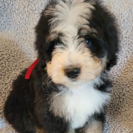 Bernedoodles and Goldendoodles from River Doodles