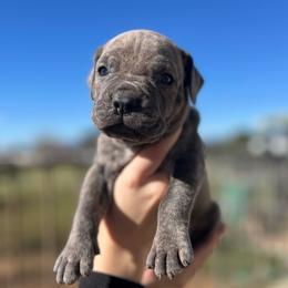 Butch-red - Brindle male Companion Cross puppy in Calimesa, California from Teakwoodpoodleofsocal