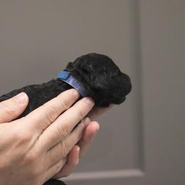 Labradoodle Puppies from SOLA Doodles