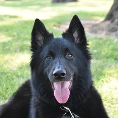 Ariana - Belgian Sheepdog