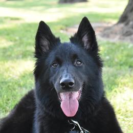 Ariana - Belgian Sheepdog