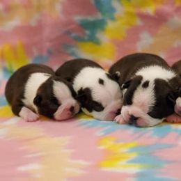 Boston Terrier and Italian Greyhound Puppies from 4Ever Boston Terriers & Italian Greyhounds