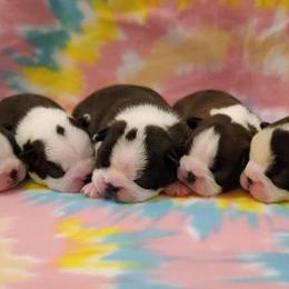 Boston Terrier and Italian Greyhound Puppies from 4Ever Boston Terriers & Italian Greyhounds