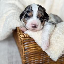 Blue merle phantom parti - Blue merle female Bernedoodle puppy in Spring, Texas from At The Cross Kennel