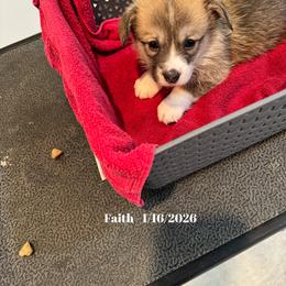 Girl 5 - female Pembroke Welsh Corgi puppy in Xenia, Ohio from Dosado Corgis