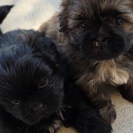 Shih Tzus from Shih Tzu puppy