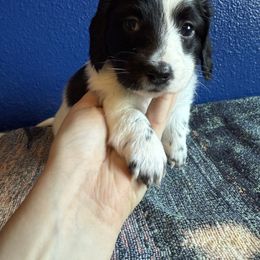 Girl 1 - Piebald female Dachshund puppy in Umatilla County, Oregon from Divine Dogs