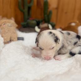Sage - Blue merle female Border Collie puppy in Owenton, Kentucky from Three16 Ranch