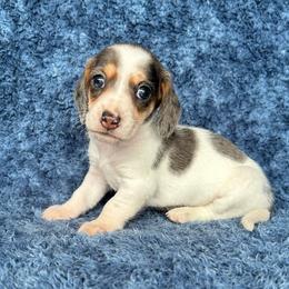 Black Piebald - Dapple male Dachshund puppy in George West, Texas from Rockin M Kennel