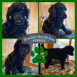 ODIE - Green Collar Boy - Blue male Poodle puppy in Charlo, Montana from Heavenly Hilltop Farm