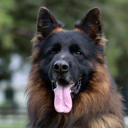 Rocky - German Shepherd