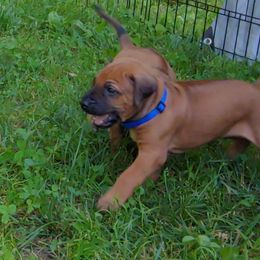 Rhodesian Ridgeback Puppies from Sans Peur Ridgebacks