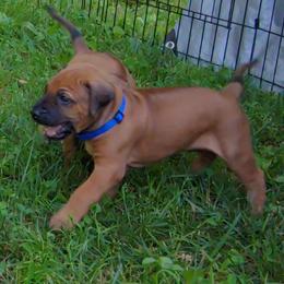 Rhodesian Ridgeback Puppies from Sans Peur Ridgebacks