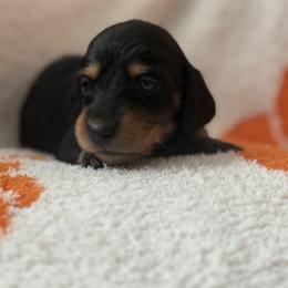Abigail - Black and tan female Dachshund puppy in Vancouver, Washington from Cascade Minis