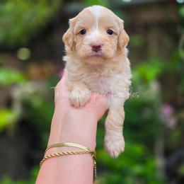 Surprise - Apricot male Aussiedoodle puppy in Centreville, Mississippi from Trin's Designer Doodles