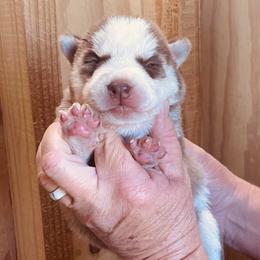 Hitomi - Red and white female Siberian Husky puppy in Thomasville, Georgia from Southern Blues Siberian Huskies