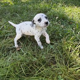 Wilbur - LUA - White and black male Dalmatian puppy in Sedalia, Missouri from Missouri Dalmatians