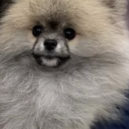 Pomeranians from Madhousebullies llc