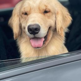 Secret - Golden Retriever