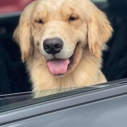 Secret - Golden Retriever