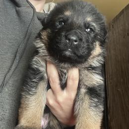 Blue collar girl - Black and red female German Shepherd puppy in Worthington, Indiana from Aus Gerstbrei German Shepherds