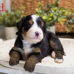 Red - Tri-color female Bernedoodle puppy in Alpharetta, Georgia from Doodles of Buckhead