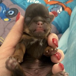 Rudolph - Chocolate and tan male Shih Tzu puppy in Connersville, Indiana from Anna’s Farmhouse Shihtzus