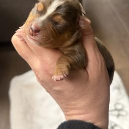 Morkie puppies from Patty’s Paws