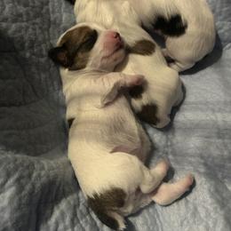 Brown White Parti Female (5 Spots) - Parti female Yorkipoo puppy in Topeka, Kansas from Bayless Yorkiepoos