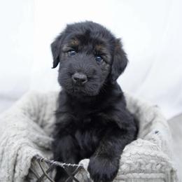Cobbler - Pepper and salt female Giant Schnauzer puppy in Collinsville, Mississippi from Hillside Kennels