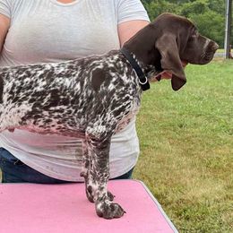German Shorthaired Pointers from L & J Shorthairs