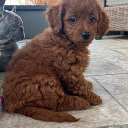 Girl 1 - Goldendoodle puppy in Florida from Posh Puppies