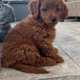 Girl 1 - Goldendoodle puppy in Florida from Posh Puppies