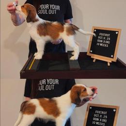 Foxtrot - White and red male Nederlandse Kooikerhondje puppy in Pensacola, Florida from Ragnarök Kooikerhondjes