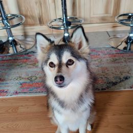 Cinna - Pomsky