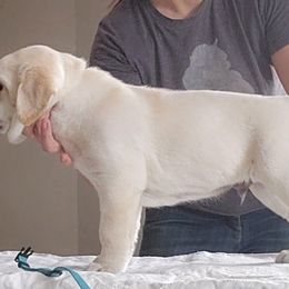 Eminem - Yellow Labrador Retriever puppy in Deer Park, Washington from PFR Labradors