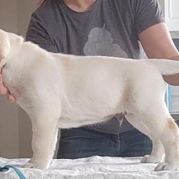 Eminem - Yellow Labrador Retriever puppy in Deer Park, Washington from PFR Labradors