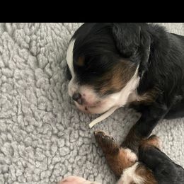 Bernedoodle and Bernese Mountain Dog Puppies from Michigans Bernedoodle’s