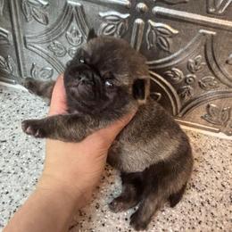 Green collar - Brindle male Pug puppy in Tucson, Arizona from Furever Friends