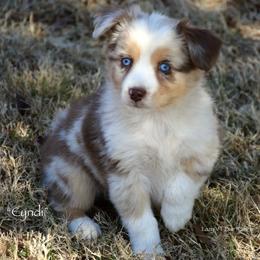 Cyndi - Red merle female Miniature Australian Shepherd puppy in Evant, Texas from Lazy VT Bar Ranch