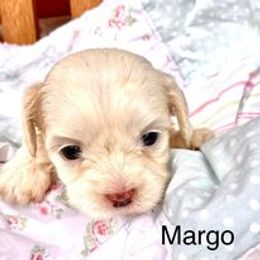 Cavapoo Puppies from Hickory Doodle Farm