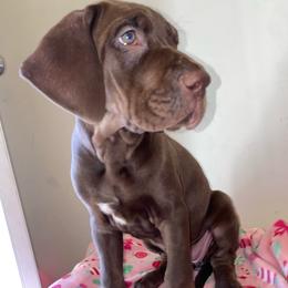 Jovie - Chocolate female Great Dane puppy in Spartanburg, South Carolina from Pawlmetto Danes